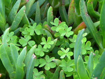 High angle view of plants growing on field