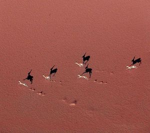 View of birds on land