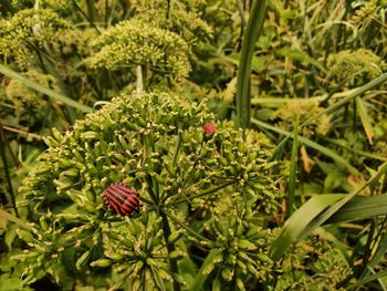 Close-up of red and plants