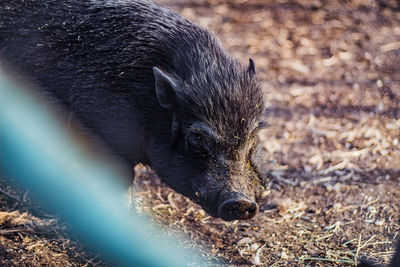 High angle view of an animal on field