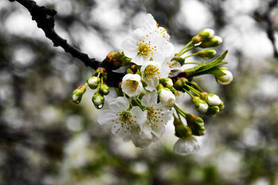 Close-up of white flowers blooming in park