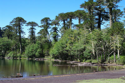 Scenic view of lake in forest against clear sky