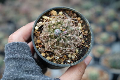 Cropped hand holding cactus