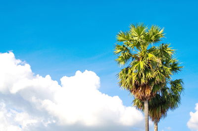 Low angle view of coconut palm tree against blue sky