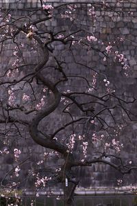 Low angle view of cherry blossom tree