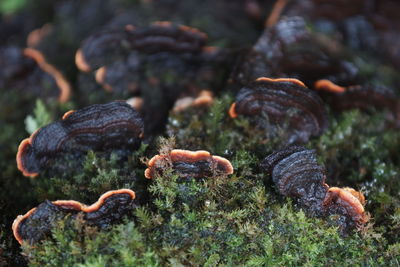 Close-up of fungus and moss 