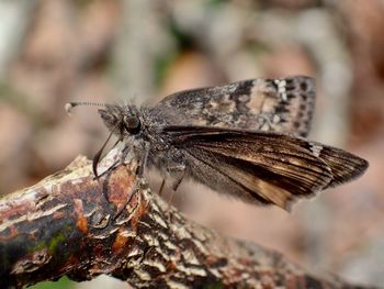 Close-up of butterfly