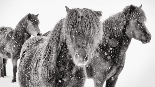 View of horses on snow covered land