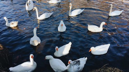 High angle view of swans floating on lake