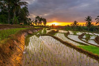 Scenic view of field against sky during sunset