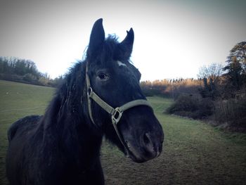 Horse on field