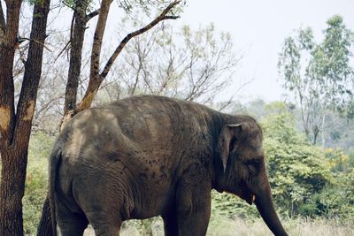 Elephant standing in a field