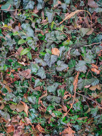 High angle view of dry leaves on field