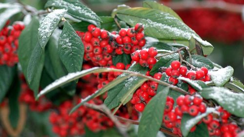 Close-up of wet red berries growing on tree