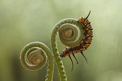 Beautiful caterpillar on fern