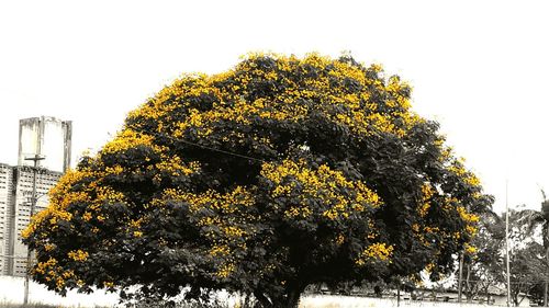 Yellow flowering plants growing in park