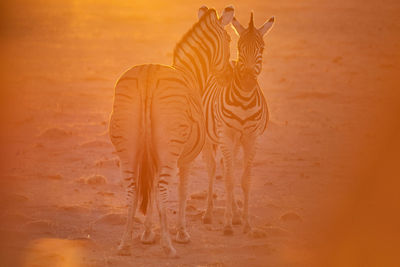 Zebras standing on land