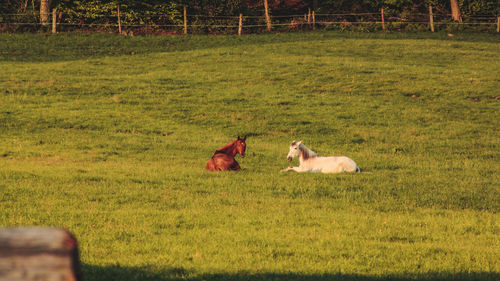 View of two animals on field