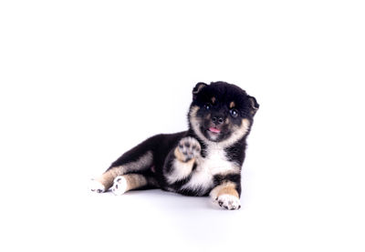 Portrait of a dog over white background