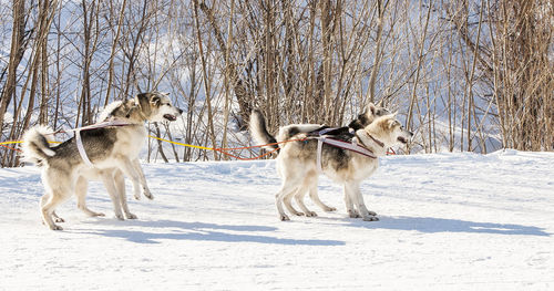 Siberian husky in harness ready to start