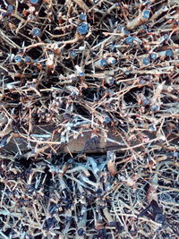 High angle view of dry plants on land