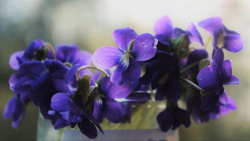 Close-up of purple flowering plants