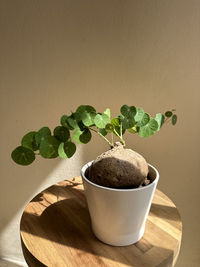 Close-up of potted plant