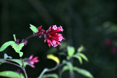 Close-up of pink flowering plant