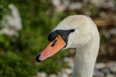 Close-up of swan