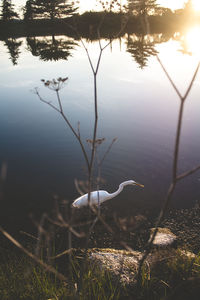 Close-up of swan by lake
