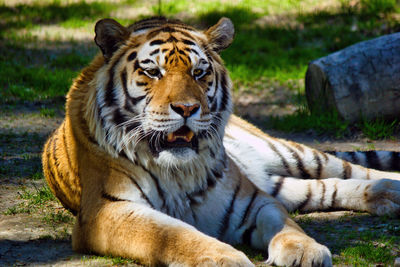 Portrait of tiger in zoo