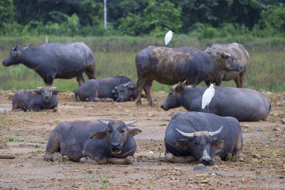 White birds on buffaloes relaxing at field