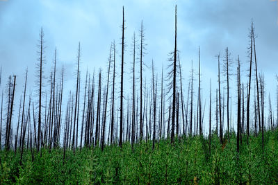 Pine trees in forest against sky