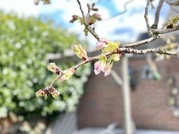 Close-up of cherry blossoms in spring