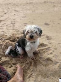 View of dog on sand