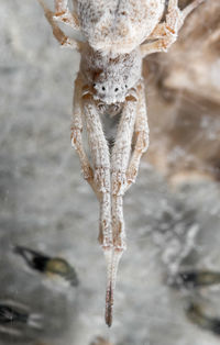 Close-up of frozen plant