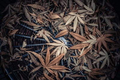 Full frame shot of dry leaves