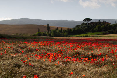 Red poppy flowers on field against sky