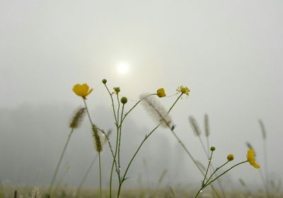 Close-up of yellow flowers blooming in field against sky