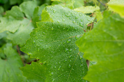 leaf