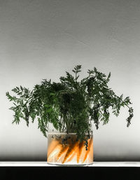 Close-up of potted plant against trees