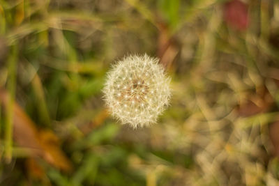 Close-up of dandelion flower