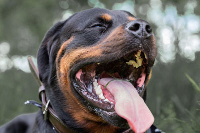 Close-up of dog looking away