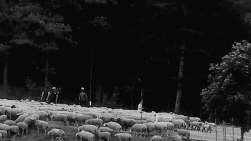 View of flock of sheep