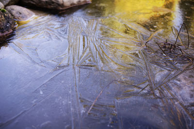 High angle view of frozen plants