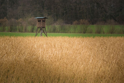 Scenic view of agricultural field