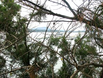 Trees by sea against sky