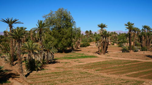 Trees on field against clear sky