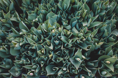 Full frame shot of cactus