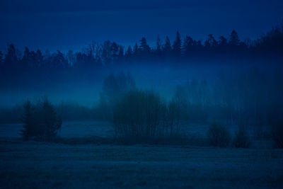 A beautiful dark tree silhouettes against the dark blue skies in dawn. springtime scenery.